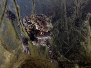 .. frogs by Veronika Matějková 